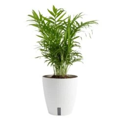 6 In. Neanthebella Palm Plant In Self-Watering Decor Pot, Avg. Shipping Height 1-2 Ft. Tall