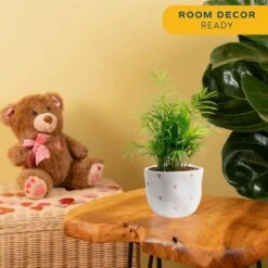 Neanthebella Palm Indoor Plant In 6 In. White And Pink Hearts Ceramic Planter, Avg Shipping Height 1-2 Ft. Tall 12 Neanthebella Palm Indoor Plant In 6 In. White And Pink Hearts Ceramic Planter, Avg Shipping Height 1-2 Ft. Tall -ECO PLANTS SHOP costa farms house plants co np07 3 hsh 1f 1000