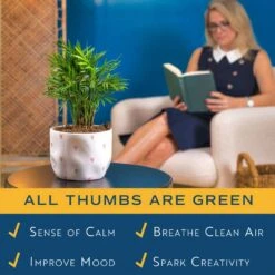 Neanthebella Palm Indoor Plant In 6 In. White And Pink Hearts Ceramic Planter, Avg Shipping Height 1-2 Ft. Tall 15 Neanthebella Palm Indoor Plant In 6 In. White And Pink Hearts Ceramic Planter, Avg Shipping Height 1-2 Ft. Tall -ECO PLANTS SHOP costa farms house plants co np07 3 hsh 31 1000