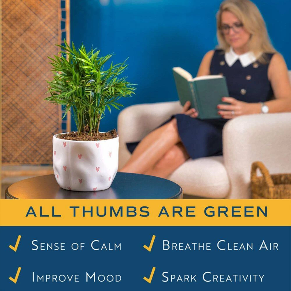 Neanthebella Palm Indoor Plant In 6 In. White And Pink Hearts Ceramic Planter, Avg Shipping Height 1-2 Ft. Tall 9 Neanthebella Palm Indoor Plant In 6 In. White And Pink Hearts Ceramic Planter, Avg Shipping Height 1-2 Ft. Tall - Image 7