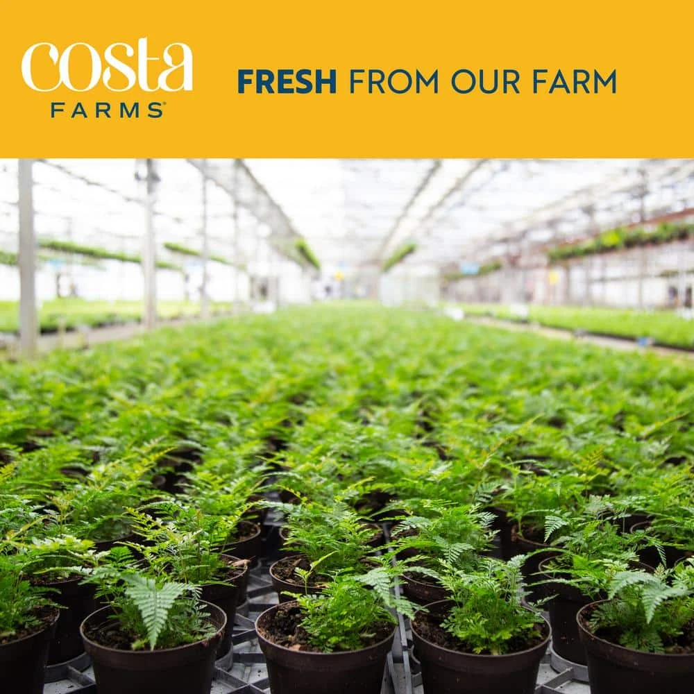 Neanthebella Palm Indoor Plant In 6 In. White And Pink Hearts Ceramic Planter, Avg Shipping Height 1-2 Ft. Tall 7 Neanthebella Palm Indoor Plant In 6 In. White And Pink Hearts Ceramic Planter, Avg Shipping Height 1-2 Ft. Tall - Image 5