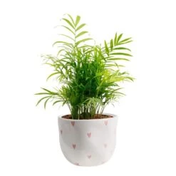 Neanthebella Palm Indoor Plant In 6 In. White And Pink Hearts Ceramic Planter, Avg Shipping Height 1-2 Ft. Tall