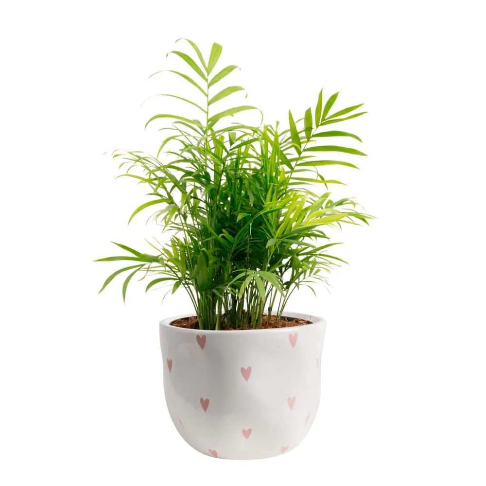 Neanthebella Palm Indoor Plant In 6 In. White And Pink Hearts Ceramic Planter, Avg Shipping Height 1-2 Ft. Tall 3 Neanthebella Palm Indoor Plant In 6 In. White And Pink Hearts Ceramic Planter, Avg Shipping Height 1-2 Ft. Tall