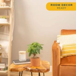 Pachira Money Tree Indoor Plant In 4 In. Premium Ceramic Pot, Avg. Shipping Height 10 In. Tall -ECO PLANTS SHOP costa farms house plants co pac5 3 sch 1f 1000