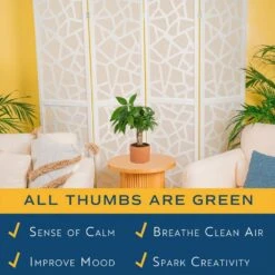 Pachira Money Tree Indoor Plant In 4 In. Premium Ceramic Pot, Avg. Shipping Height 10 In. Tall -ECO PLANTS SHOP costa farms house plants co pac5 3 sch 4f 1000