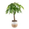 10 In. Pachira Braid Indoor Money Tree Plant In Decor Weave Basket Planter, Avg. Shipping Height 3-4 Ft. Tall 2 10 In. Pachira Braid Indoor Money Tree Plant In Decor Weave Basket Planter, Avg. Shipping Height 3-4 Ft. Tall -ECO PLANTS SHOP costa farms house plants co pch10 3 cyl 64 1000