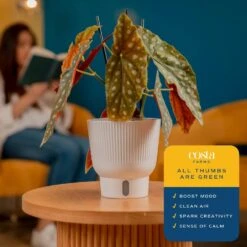 Trending Tropical Begonia Maculata Indoor Plant In 6 In. Self-Watering Pot 14 Trending Tropical Begonia Maculata Indoor Plant In 6 In. Self-Watering Pot -ECO PLANTS SHOP costa farms house plants co pil6cgppk2 1f 1000