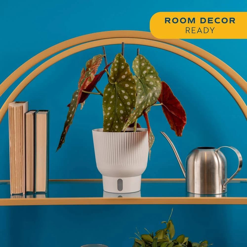 Trending Tropical Begonia Maculata Indoor Plant In 6 In. Self-Watering Pot 6 Trending Tropical Begonia Maculata Indoor Plant In 6 In. Self-Watering Pot - Image 4