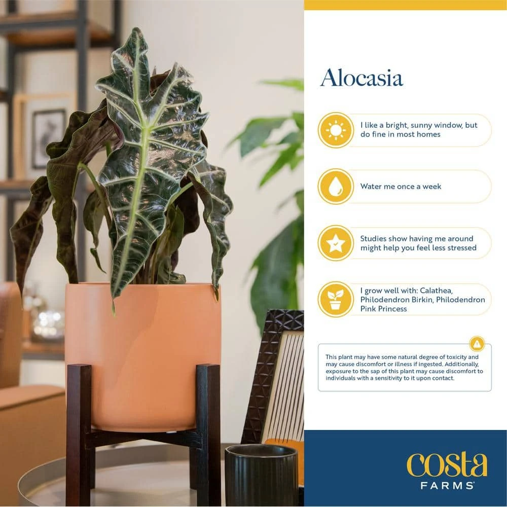 Trending Tropical Begonia Maculata Indoor Plant In 6 In. Self-Watering Pot 4 Trending Tropical Begonia Maculata Indoor Plant In 6 In. Self-Watering Pot - Image 2