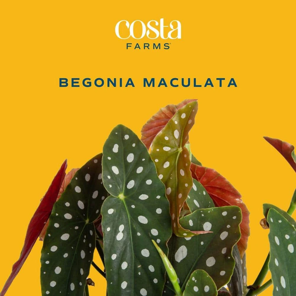 Trending Tropical Begonia Maculata Indoor Plant In 6 In. Self-Watering Pot 5 Trending Tropical Begonia Maculata Indoor Plant In 6 In. Self-Watering Pot - Image 3