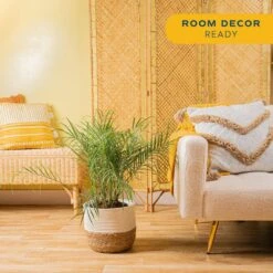 Roebellini, Pygmy Date Palm Indoor Plant In 10 In. Decor Weave Pot, Avg. Shipping Height 3-4 Ft. Tall -ECO PLANTS SHOP costa farms house plants co pxr 3 cyl 4f 1000