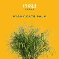 Roebellini, Pygmy Date Palm Indoor Plant In 10 In. Decor Weave Pot, Avg. Shipping Height 3-4 Ft. Tall -ECO PLANTS SHOP costa farms house plants co pxr 3 cyl c3 1000