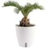 Cycas Revoluta Sago Palm Indoor Plant In 6 In. White Self-Watering Pot, Average Shipping Height 1-2 Ft. -ECO PLANTS SHOP costa farms house plants co rv06 3 cyl 64 1000