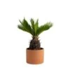 Cycas Revoluta Sago Palm Indoor Plant In 6 In. Decor Pot, Avg. Shipping Height 1-2 Ft. Tall -ECO PLANTS SHOP costa farms house plants co rv06 3 hsh 64 1000