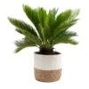 Sago Palm Indoor Plant In 10 In. Decor Basket Pot, Avg. Shipping Height 2-3 Ft. Tall -ECO PLANTS SHOP costa farms house plants co rv10 3 cyl 64 1000