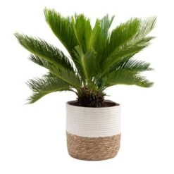 Sago Palm Indoor Plant In 10 In. Decor Basket Pot, Avg. Shipping Height 2-3 Ft. Tall