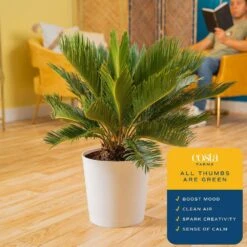 Sago Palm Indoor Plant In 10 In. Decor Planter, Avg. Shipping Height 2-3 Ft. Tall 17 Sago Palm Indoor Plant In 10 In. Decor Planter, Avg. Shipping Height 2-3 Ft. Tall -ECO PLANTS SHOP costa farms house plants co rv10 3 sea 31 1000