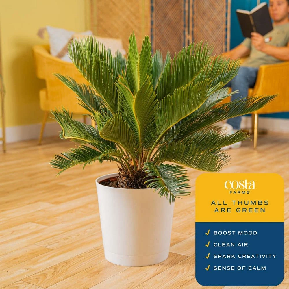 Sago Palm Indoor Plant In 10 In. Decor Planter, Avg. Shipping Height 2-3 Ft. Tall 10 Sago Palm Indoor Plant In 10 In. Decor Planter, Avg. Shipping Height 2-3 Ft. Tall - Image 8
