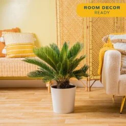 Sago Palm Indoor Plant In 10 In. Decor Planter, Avg. Shipping Height 2-3 Ft. Tall 14 Sago Palm Indoor Plant In 10 In. Decor Planter, Avg. Shipping Height 2-3 Ft. Tall -ECO PLANTS SHOP costa farms house plants co rv10 3 sea 4f 1000