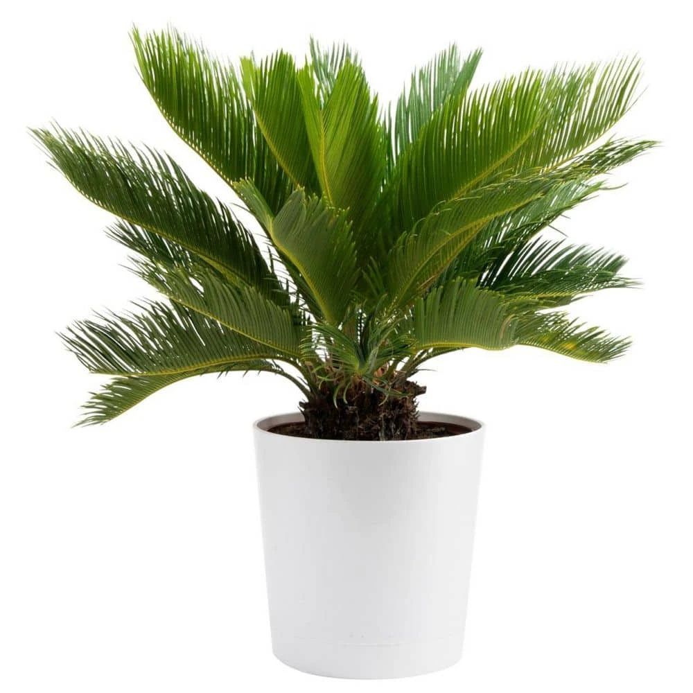 Sago Palm Indoor Plant In 10 In. Decor Planter, Avg. Shipping Height 2-3 Ft. Tall 3 Sago Palm Indoor Plant In 10 In. Decor Planter, Avg. Shipping Height 2-3 Ft. Tall