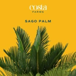 Sago Palm Indoor Plant In 10 In. Decor Planter, Avg. Shipping Height 2-3 Ft. Tall 13 Sago Palm Indoor Plant In 10 In. Decor Planter, Avg. Shipping Height 2-3 Ft. Tall -ECO PLANTS SHOP costa farms house plants co rv10 3 sea c3 1000