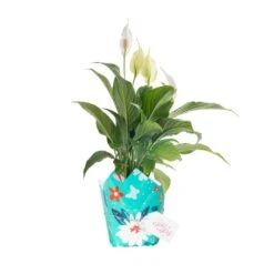 6 In. Spathiphyllum Peace Lily Indoor Plant In Grower Pot With Mother's Day Mylar, Avg. Shipping Height 1-2 Ft. Tall