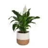 Spathiphyllum Peace Lily Indoor Plant In 10 In. Decor Weave Basket Planter, Average Shipping Height 2-3 Ft. Tall -ECO PLANTS SHOP costa farms house plants co st100 3 cyl 64 1000
