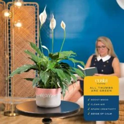 Spathiphyllum Peace Lily Indoor Plant In 6 In. Two-Tone Ceramic Planter, Avg. Shipping Height 1-2 Ft. Tall -ECO PLANTS SHOP costa farms house plants co sy06 3 2to 1f 1000