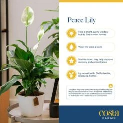 Spathiphyllum Peace Lily Indoor Plant In 6 In. Two-Tone Ceramic Planter, Avg. Shipping Height 1-2 Ft. Tall -ECO PLANTS SHOP costa farms house plants co sy06 3 2to 44 1000