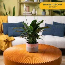 Spathiphyllum Peace Lily Indoor Plant In 6 In. Two-Tone Ceramic Planter, Avg. Shipping Height 1-2 Ft. Tall -ECO PLANTS SHOP costa farms house plants co sy06 3 2to 4f 1000