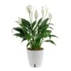 Spathiphyllum Peace Lily Indoor Plant In 6 In. Self-Watering Planter, Average Shipping Height 1-2 Ft. Tall -ECO PLANTS SHOP costa farms house plants co sy06 3 cyl 64 1000