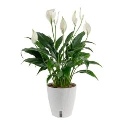 Spathiphyllum Peace Lily Indoor Plant In 6 In. Self-Watering Planter, Average Shipping Height 1-2 Ft. Tall