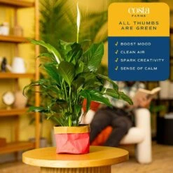 6 In. Spathiphyllum Peace Lily Indoor Plant In Heart Washable Paper Pot, Avg. Shipping Height 1-2 Ft. Tall 13 6 In. Spathiphyllum Peace Lily Indoor Plant In Heart Washable Paper Pot, Avg. Shipping Height 1-2 Ft. Tall -ECO PLANTS SHOP costa farms house plants co sy06 3 gft 1f 1000