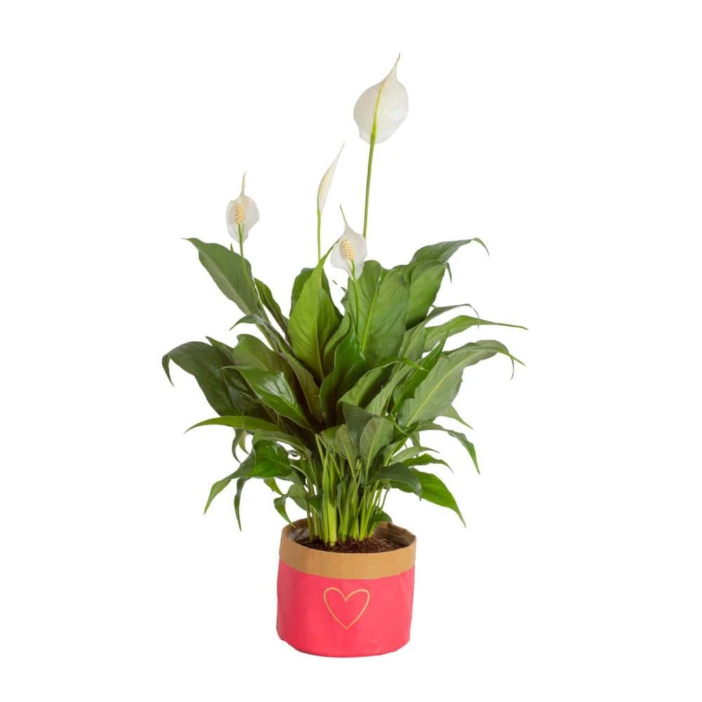 ECO PLANTS SHOP -ECO PLANTS SHOP costa farms house plants co sy06 3 gft 64 1000 1