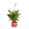 6 In. Spathiphyllum Peace Lily Indoor Plant In Heart Washable Paper Pot, Avg. Shipping Height 1-2 Ft. Tall 2 6 In. Spathiphyllum Peace Lily Indoor Plant In Heart Washable Paper Pot, Avg. Shipping Height 1-2 Ft. Tall -ECO PLANTS SHOP costa farms house plants co sy06 3 gft 64 1000