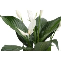 6 In. Spathiphyllum Peace Lily Indoor Plant In Heart Washable Paper Pot, Avg. Shipping Height 1-2 Ft. Tall 11 6 In. Spathiphyllum Peace Lily Indoor Plant In Heart Washable Paper Pot, Avg. Shipping Height 1-2 Ft. Tall -ECO PLANTS SHOP costa farms house plants co sy06 3 gft e1 1000