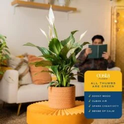 Spathiphyllum Peace Lily Indoor Plant In 6 In. Premium Ceramic Pot, Avg. Shipping Height 1-2 Ft. In. Tall 13 Spathiphyllum Peace Lily Indoor Plant In 6 In. Premium Ceramic Pot, Avg. Shipping Height 1-2 Ft. In. Tall -ECO PLANTS SHOP costa farms house plants co sy06 3 sch 1f 1000