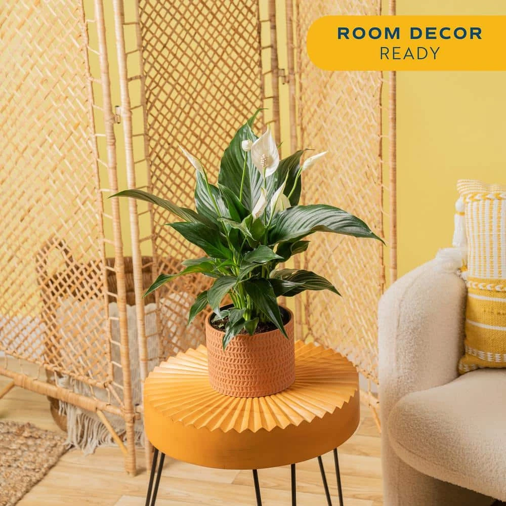 Spathiphyllum Peace Lily Indoor Plant In 6 In. Premium Ceramic Pot, Avg. Shipping Height 1-2 Ft. In. Tall 6 Spathiphyllum Peace Lily Indoor Plant In 6 In. Premium Ceramic Pot, Avg. Shipping Height 1-2 Ft. In. Tall - Image 4