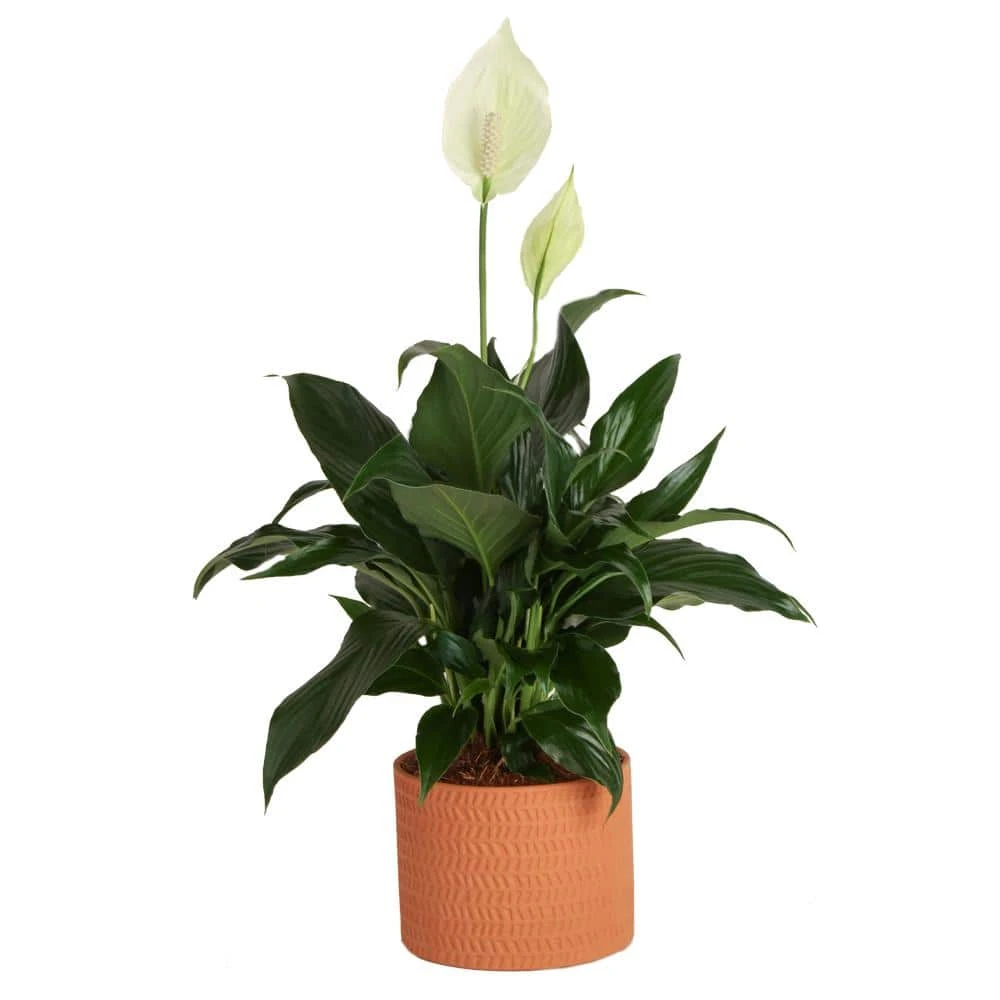 Spathiphyllum Peace Lily Indoor Plant In 6 In. Premium Ceramic Pot, Avg. Shipping Height 1-2 Ft. In. Tall 3 Spathiphyllum Peace Lily Indoor Plant In 6 In. Premium Ceramic Pot, Avg. Shipping Height 1-2 Ft. In. Tall