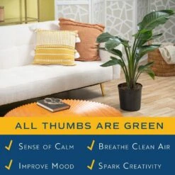 White Bird Of Paradise Indoor Plant In 10 In. Grower Pot, Avg. Shipping Height 2-3 Ft. Tall -ECO PLANTS SHOP costa farms house plants co wb10 gp 1f 1000