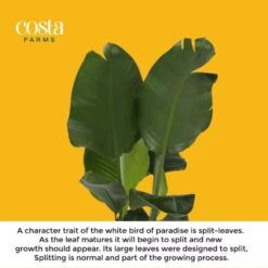 White Bird Of Paradise Indoor Plant In 10 In. Grower Pot, Avg. Shipping Height 2-3 Ft. Tall -ECO PLANTS SHOP costa farms house plants co wb10 gp 44 1000