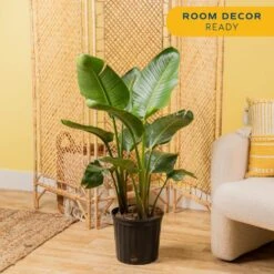 White Bird Of Paradise Indoor Plant In 10 In. Grower Pot, Avg. Shipping Height 2-3 Ft. Tall -ECO PLANTS SHOP costa farms house plants co wb10 gp 4f 1000