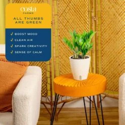 Zamioculcas Zamiifolia ZZ Indoor Plant In 6 In. Self-Watering Decor Pot, Avg. Shipping Height 10 In. Tall 16 Zamioculcas Zamiifolia ZZ Indoor Plant In 6 In. Self-Watering Decor Pot, Avg. Shipping Height 10 In. Tall -ECO PLANTS SHOP costa farms house plants co za07 3 cyl 44 1000