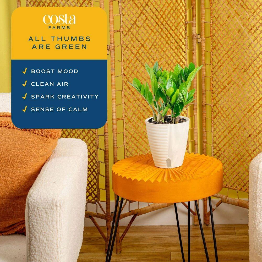 Zamioculcas Zamiifolia ZZ Indoor Plant In 6 In. Self-Watering Decor Pot, Avg. Shipping Height 10 In. Tall 8 Zamioculcas Zamiifolia ZZ Indoor Plant In 6 In. Self-Watering Decor Pot, Avg. Shipping Height 10 In. Tall - Image 6