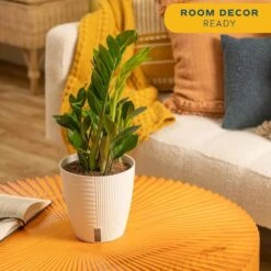 Zamioculcas Zamiifolia ZZ Indoor Plant In 6 In. Self-Watering Decor Pot, Avg. Shipping Height 10 In. Tall 14 Zamioculcas Zamiifolia ZZ Indoor Plant In 6 In. Self-Watering Decor Pot, Avg. Shipping Height 10 In. Tall -ECO PLANTS SHOP costa farms house plants co za07 3 cyl 4f 1000