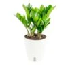Zamioculcas Zamiifolia ZZ Indoor Plant In 6 In. Self-Watering Decor Pot, Avg. Shipping Height 10 In. Tall -ECO PLANTS SHOP costa farms house plants co za07 3 cyl 64 1000