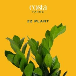 Zamioculcas Zamiifolia ZZ Indoor Plant In 6 In. Self-Watering Decor Pot, Avg. Shipping Height 10 In. Tall 13 Zamioculcas Zamiifolia ZZ Indoor Plant In 6 In. Self-Watering Decor Pot, Avg. Shipping Height 10 In. Tall -ECO PLANTS SHOP costa farms house plants co za07 3 cyl c3 1000