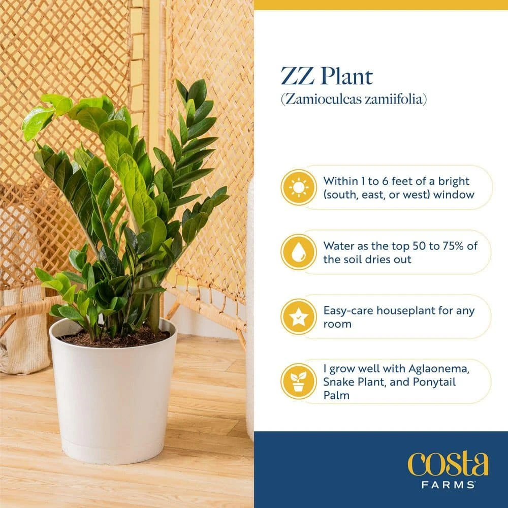 Zamioculcas Zamiifolia ZZ Indoor Plant In 6 In. Self-Watering Decor Pot, Avg. Shipping Height 10 In. Tall 9 Zamioculcas Zamiifolia ZZ Indoor Plant In 6 In. Self-Watering Decor Pot, Avg. Shipping Height 10 In. Tall - Image 7