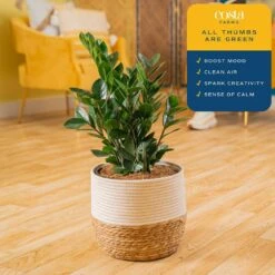 Zamioculcas Zamiifolia ZZ Indoor Plant In 10 In. Decor Weave Planter, Avg. Shipping Height 1-2 Ft. Tall -ECO PLANTS SHOP costa farms house plants co zc10 3 cyl 1f 1000