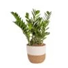 Zamioculcas Zamiifolia ZZ Indoor Plant In 10 In. Decor Weave Planter, Avg. Shipping Height 1-2 Ft. Tall -ECO PLANTS SHOP costa farms house plants co zc10 3 cyl 64 1000